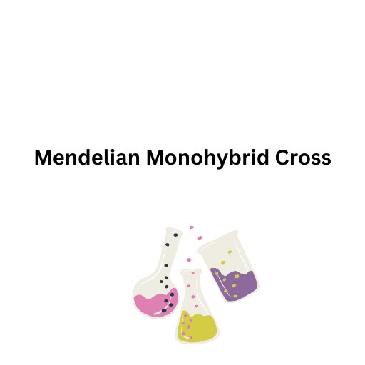 Mendelian Monohybrid Cross